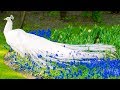 White Peacock Dance In Rain Video