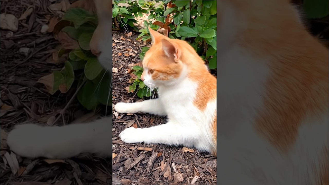 cute cat searching her kitten #cat #kitten #catvideos #cutecat #trending #pets #catlovers #shorts