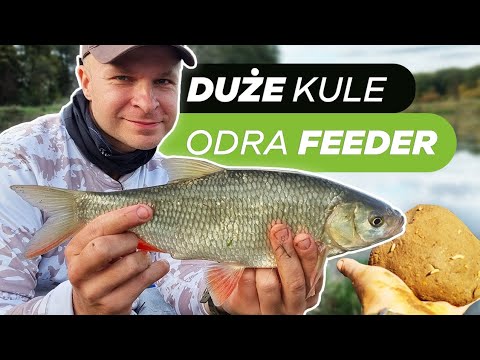 350 DUŻE KULE, DUŻE RYBY?! FEEDER NA RZECE ODRZE