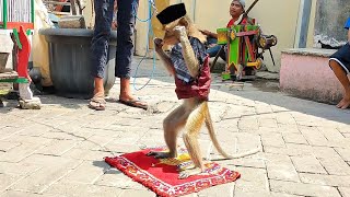 Download lagu Topeng monyet sholat,Funny monkey,Topeng Monyet,Tandak bedes,Beruk,Doger,monyet lucu,Monyet,Monkey mp3