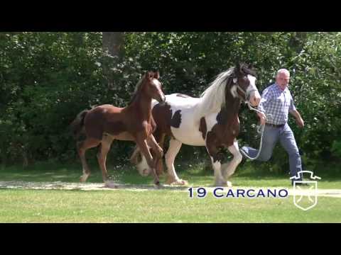 Holsteiner Hengste 2016 - Köranwärter Holstein