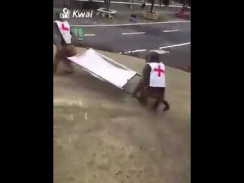 ShonaChat new chat rooms app install now