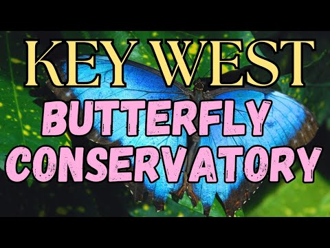 Key West Butterfly Conservatory