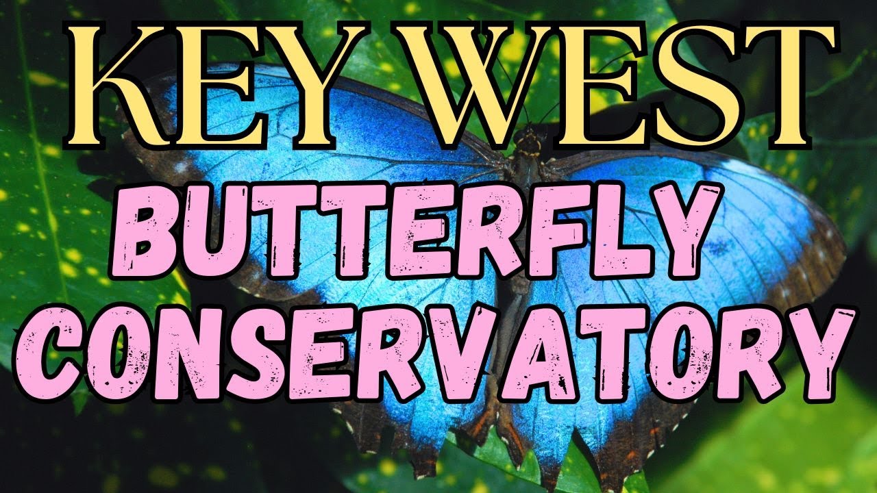 Key West Butterfly Conservatory