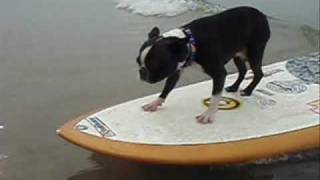 preview picture of video 'Surfing Boston Terrier'