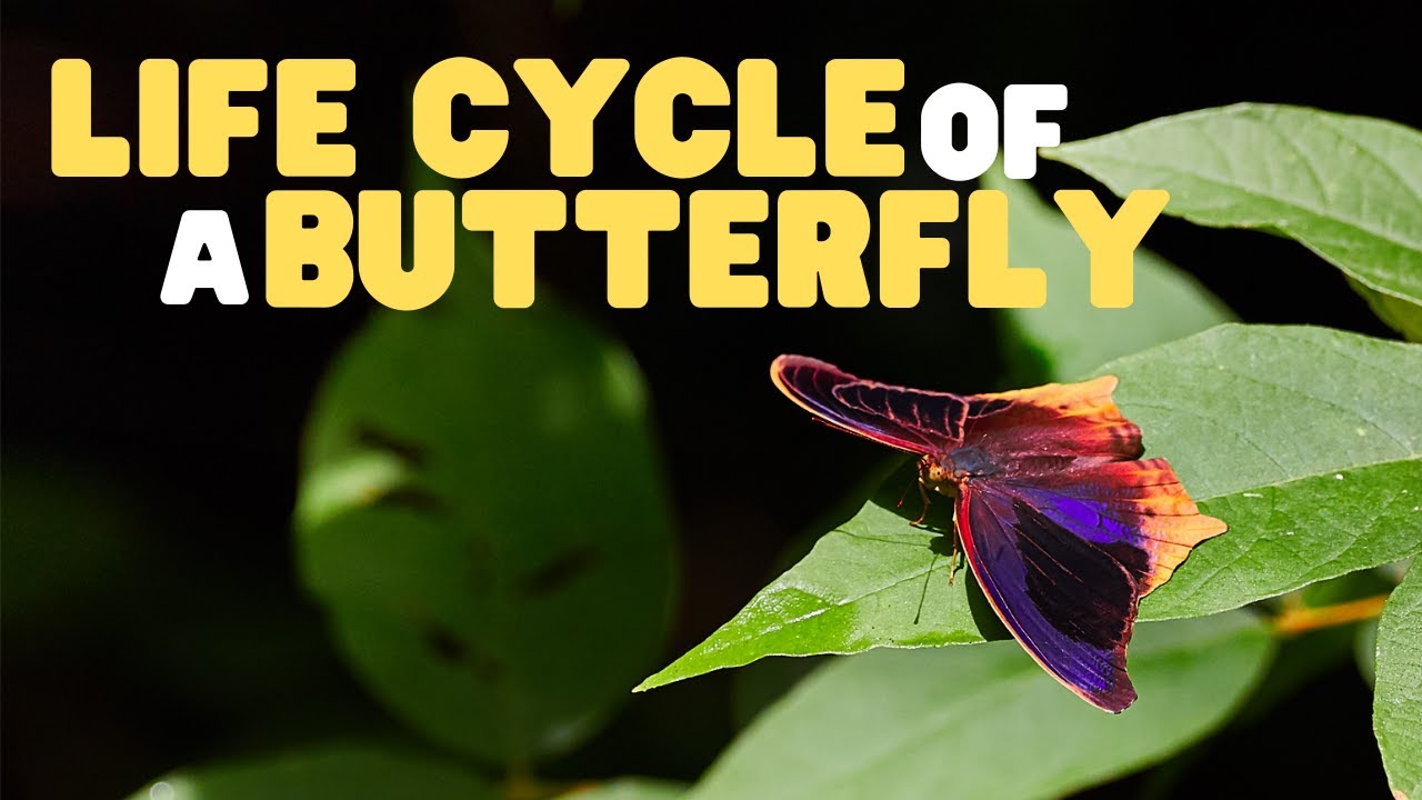 How do you explain the life cycle of a butterfly? See Answer EN