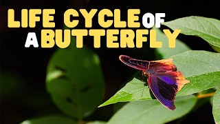 Life Cycle of a butterfly | Butterflies for Kids | Learn the 4 stages of the butterfly life cycle