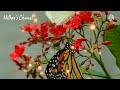Chinna Chinna Vanna Kuyil Bgm WhatsApp Status Bgm