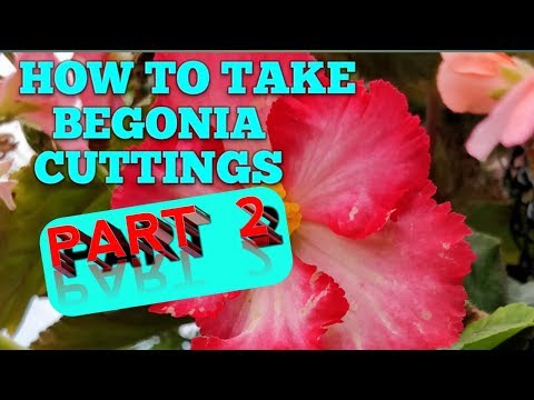 Begonia cuttings part 2