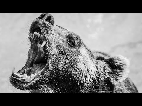 Übermensch – Wie ein Bär (with GER/RUS subtitles)