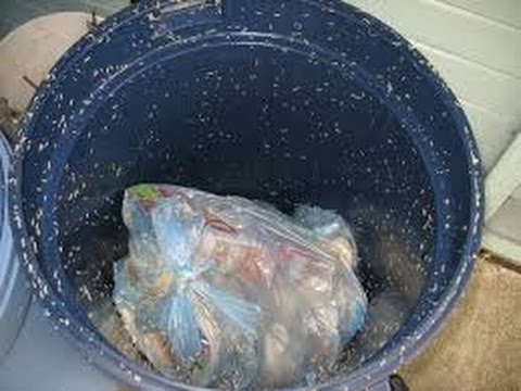 Killing Maggots With Bleach