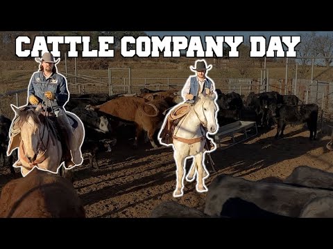IT'S SOMEONES BIRTHDAY and CATTLE COMPANY DAY - Rodeo Time 282