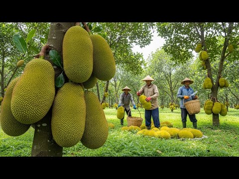 How Thai Farmers Grow and Harvest Jackfruit for Street Food in Thailand | Farming Documentary