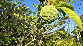 Cashew & Sugar Apple Fruit Status | Natural Farming  | June 2, 2024