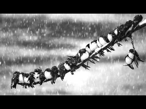 Union of Knives - Taste For Harmony ( Birdsong Remix )