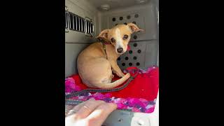Video preview image #1 Chihuahua-Unknown Mix Puppy For Sale in Bellevue, WA, USA