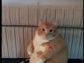 I Got A Brand New Saxophone Extended Better Version
