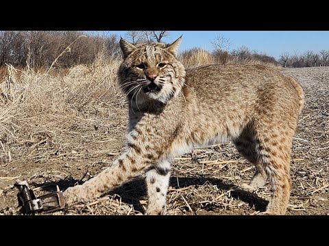 BOBCAT and COYOTE TRAPPING in MISSOURI w/catches | VLOG | S7 Ep 7