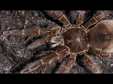 Tarantulas - The Giant Spiders / Documentary (English/HD)