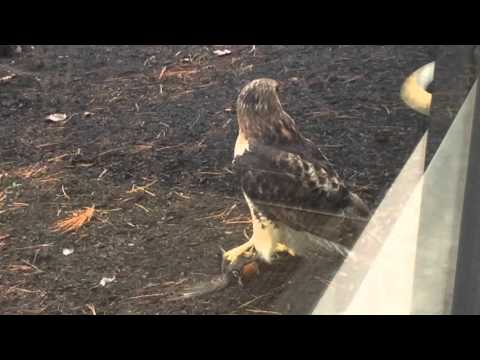 Hawk with a robin