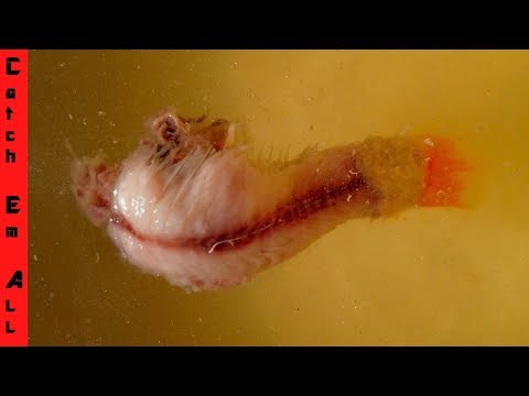 ZOMBIE FISH is INFECTING the POND!