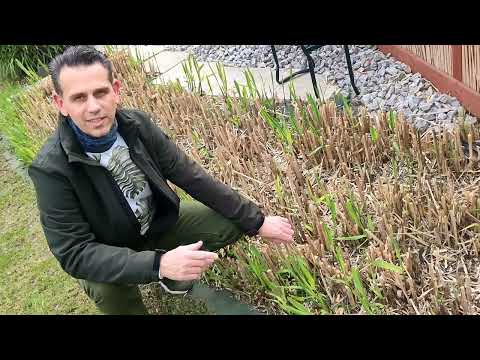 Plantsascha-Chinaschilf Teil1
