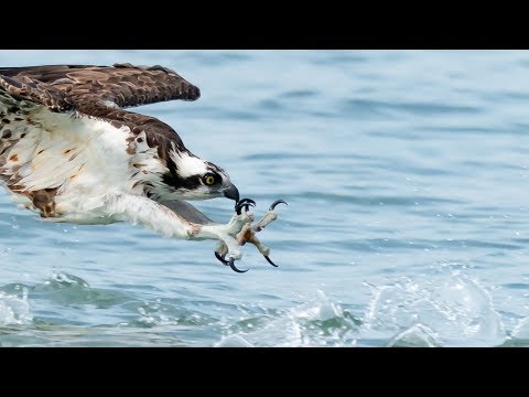 Incredible Osprey Bird In Flight Photography with Sony FE 200-600mm and Sony A9