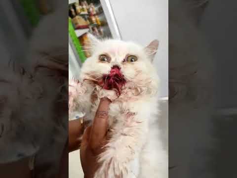 my pet sad time Persian cat