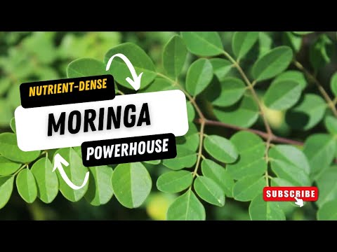 MORINGA THE MIRACLE TREE | MORINGA VS NUTRIENT DENSE FOODS | LET'S COMPARE #moringa #viralvideo
