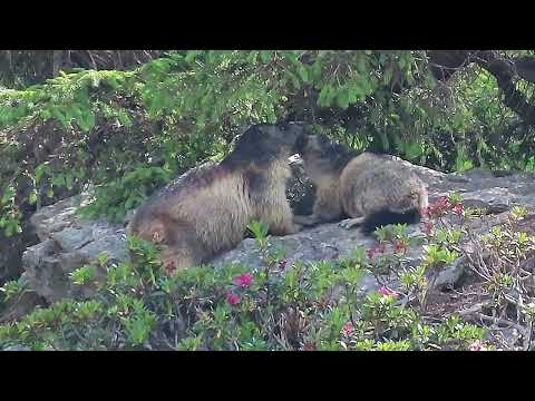 Marmottes #61 : Douce-Queue et son marmotton se font des câlins