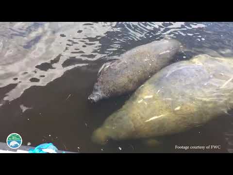 Algae Blooms, Seagrass Loss and the effect on manatees