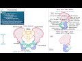 Pelvic Girdle - Skeletal Anatomy