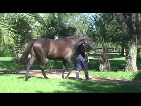 Lote LADY OF WAR (ARG)