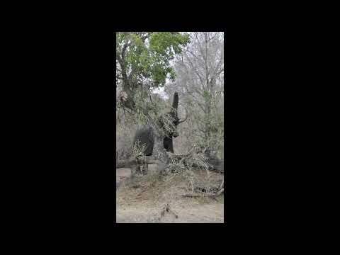 Elephants enjoying Lake Panic in the Kruger National Park