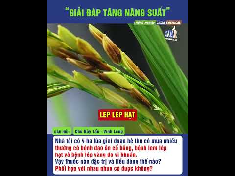 Bệnh đạo ôn và lem lép hạt