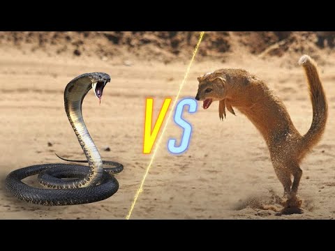 Cobra Snake VS Mongoose