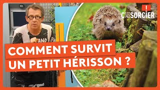 Comment ont disparu les dinosaures ? - C'est pas sorcier