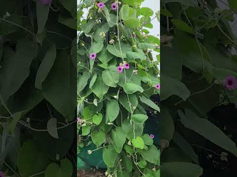 vidhara #herbs #herbal #youtube #yt #ytshort #video #shot #nature #medicine #ytshortsindia #ytviral