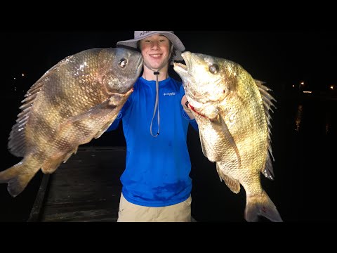 Monster Sheepshead Feeding Frenzy While Fishing In Rare Green Galveston Texas Water