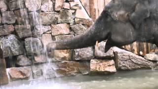 preview picture of video 'Skanda Vale - Valli the temple elephant takes a bath'