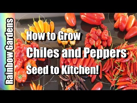 How to Grow Chillies & Peppers 101 (Containers too!) : Seed, Pest, Disease, Harvest, Store, Kitchen Video