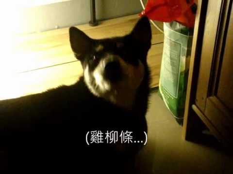 來寶說...(叛逆期的孩子都醬嗎？)(原發表者:babycat_tw)(影片)