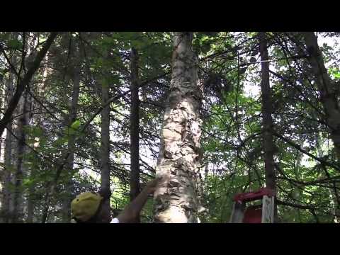 Birch bark harvesting with Marvin DeFoe, Jr.