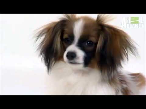 Pet4you.gr: Dogs Papillon - Παπιγιόν