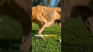 Download lagu Dog has 48 HOURS TO LIVE 💔 mp3