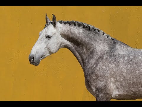 **SOLD** | Lusitano Stallion with great expression and good character  (REF#197)