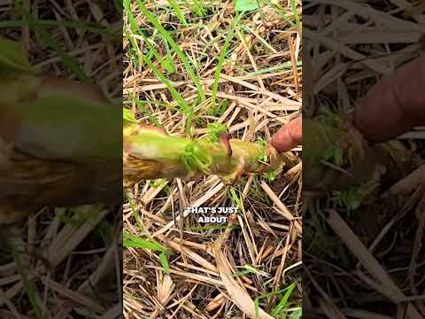 Cassava's Rapid Growth: A Permaculture Staple (Part 3)