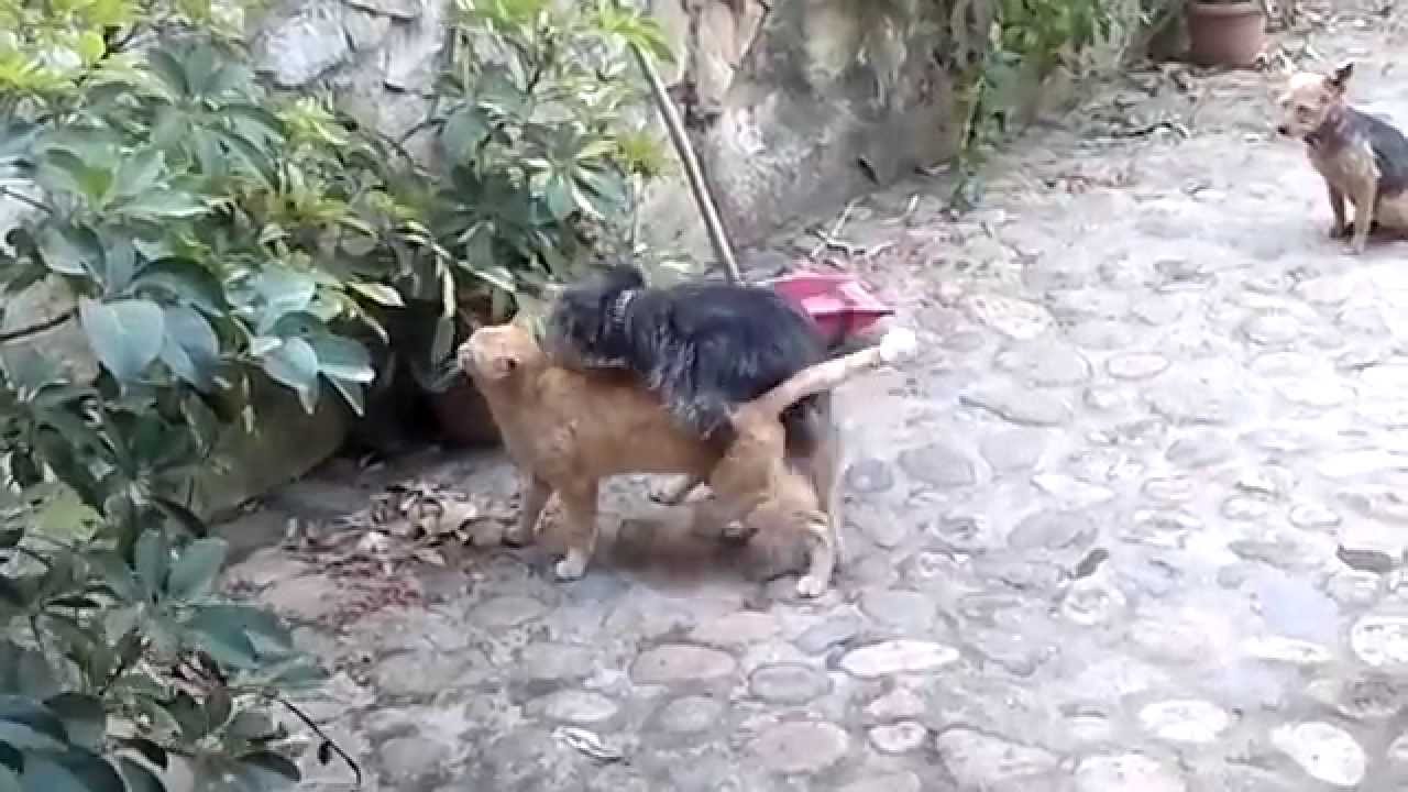 Watch Now cane e gatto fanno sesso cane e gatto fanno sesso