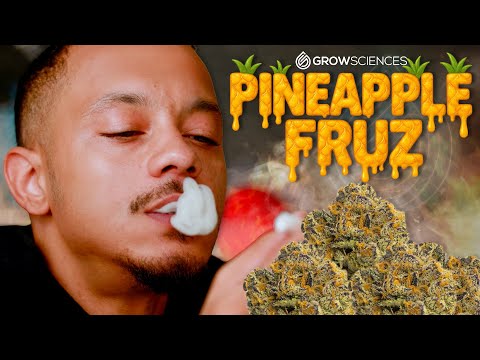 Pineapple Fruz - Grow Sciences