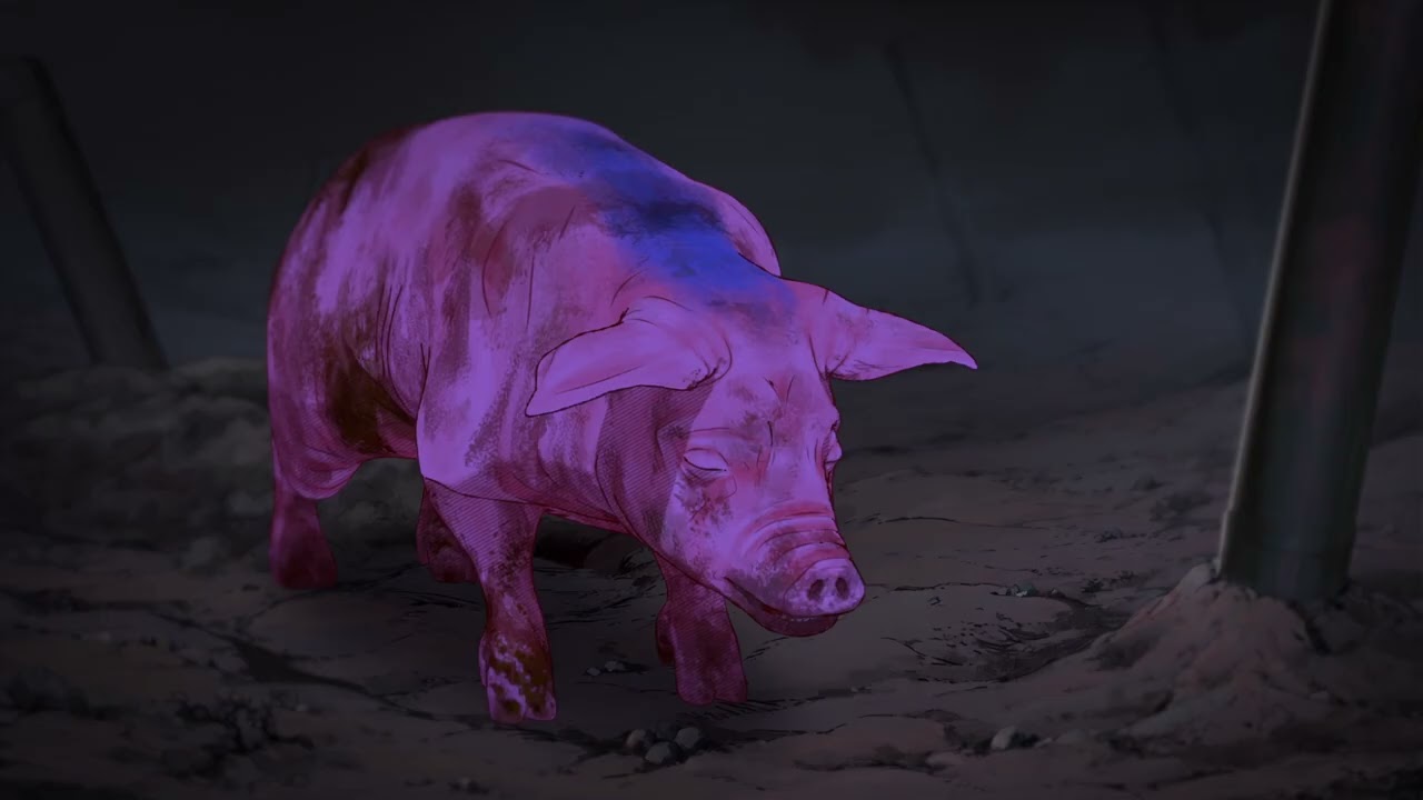 Pig That Survived Foot-and-Mouth Disease